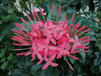 Close-up of pink flowering plant