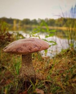 Close-up of mushroom on grass