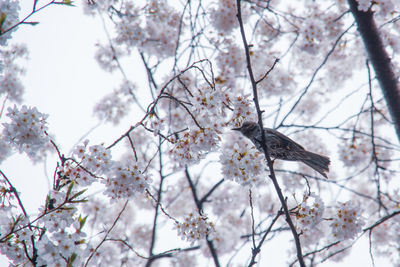 Low angle view of cherry blossoms in spring