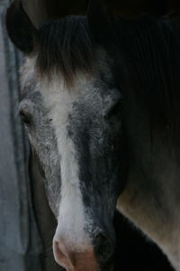 Close-up of a horse