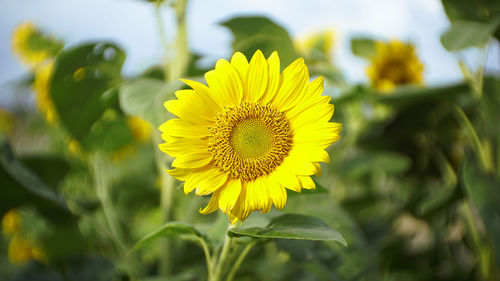 Close-up of sunflower on field