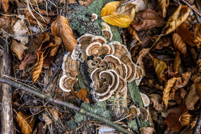 Close-up of dry leaves on field
