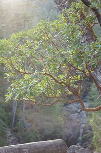 Plants growing on tree