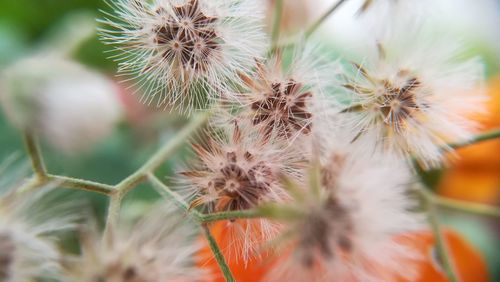 Close-up of flowers