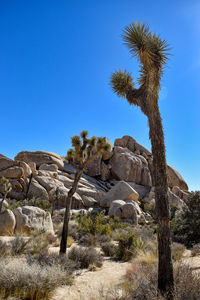 Trees growing in desert against clear blue sky