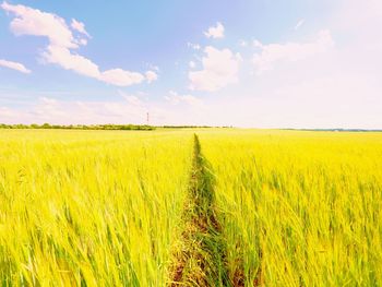 Afternoon golden field of barley. the sun above the horizon glazes over a young barley field on hill