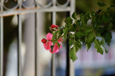 Close-up of pink flowering plant