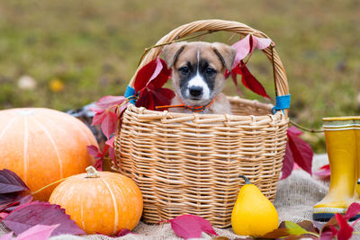 Close-up of a dog in basket