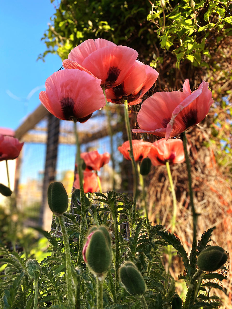 CLOSE-UP OF PINK POPPY FLOWERS