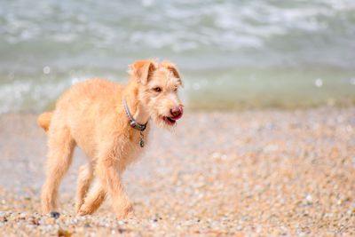 Dog running on beach