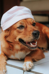 Close-up of a dog looking away