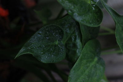 Close-up of raindrops on leaves