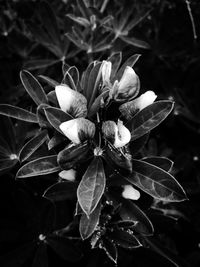 Close-up of flowering plant