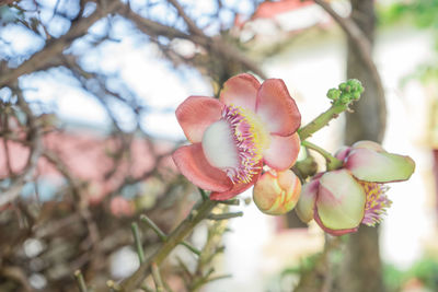 Close-up of pink cherry blossom on tree