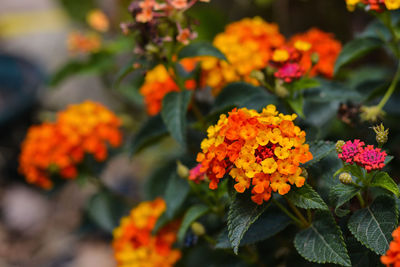 Close-up of orange flowers blooming outdoors