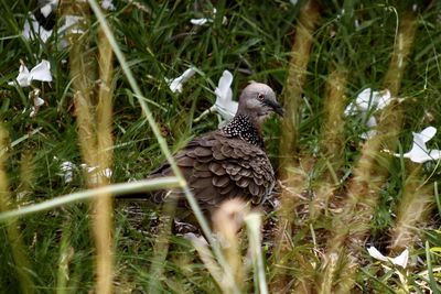 Bird perching on a field