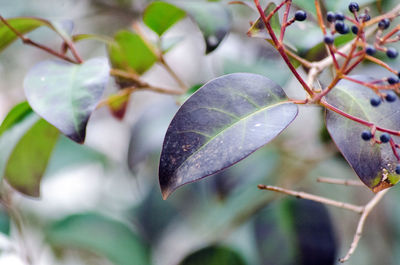 Close-up of leaves on plant