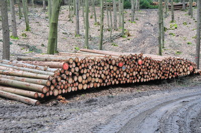 Stack of firewood by tree trunk