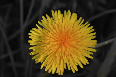 Close-up of yellow flower