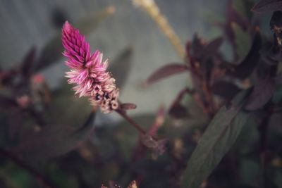 Close-up of pink flowering plant