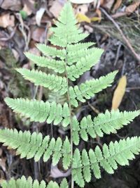 High angle view of fern leaves on field