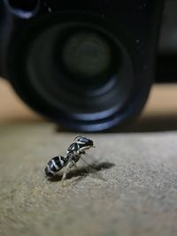 Close-up of insect on metal