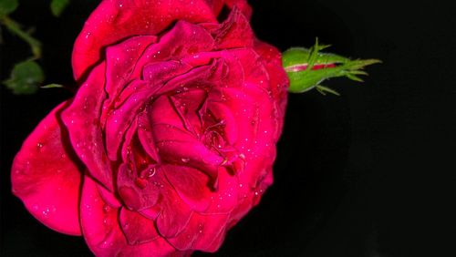 Close-up of wet red rose blooming against black background
