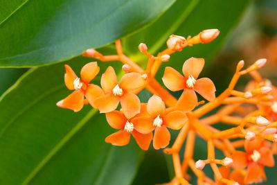 Close-up of orange flowering plant