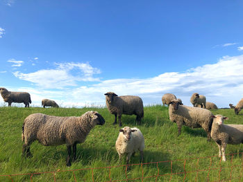 View of sheep on grassy field against sky