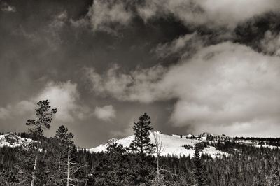 Pine trees on snowcapped mountains against sky