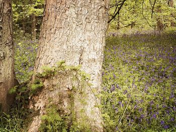 Plants growing on land in forest