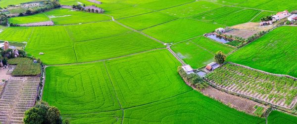 High angle view of agricultural field