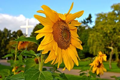 Close-up of sunflower blooming at park