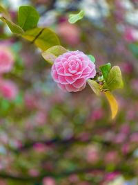 Close-up of pink rose on plant