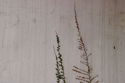 Close-up of ivy on wall