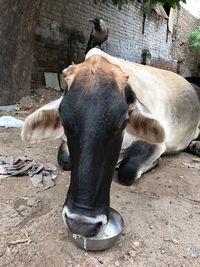 Close-up of cow