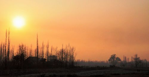 Silhouette trees on field against orange sky