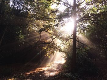 Sun shining through trees