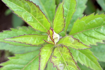 Close-up of green leaves