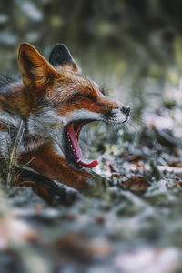 Close-up of a dog yawning