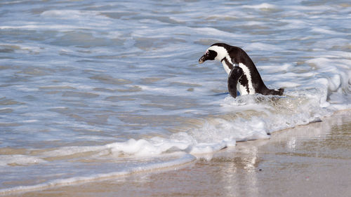 Side view of birds in water at beach