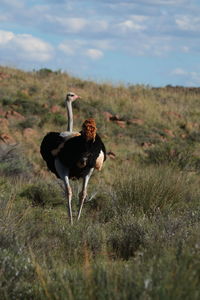 View of a bird on field