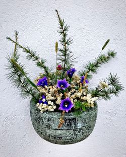 Close-up of potted plant against wall