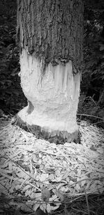 Close-up of painting on tree trunk