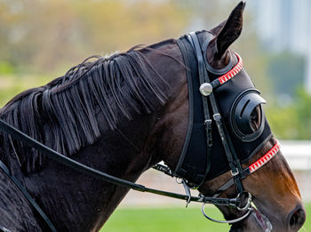 Horse standing outdoors