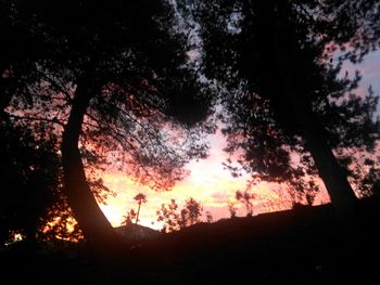 Silhouette of trees at sunset