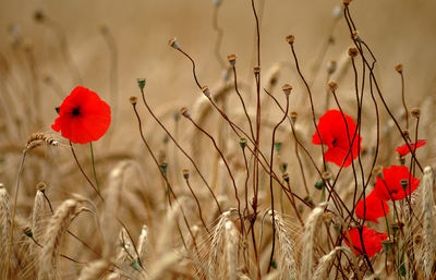 Close-up of wheat crop with red flower