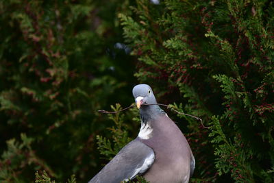 Close-up of bird perching on a tree