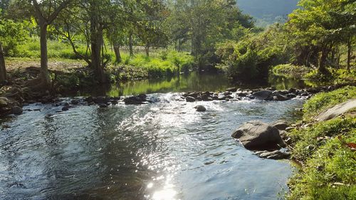 Scenic view of river amidst trees in forest