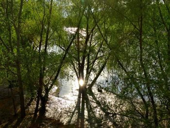 Sun shining through trees in forest